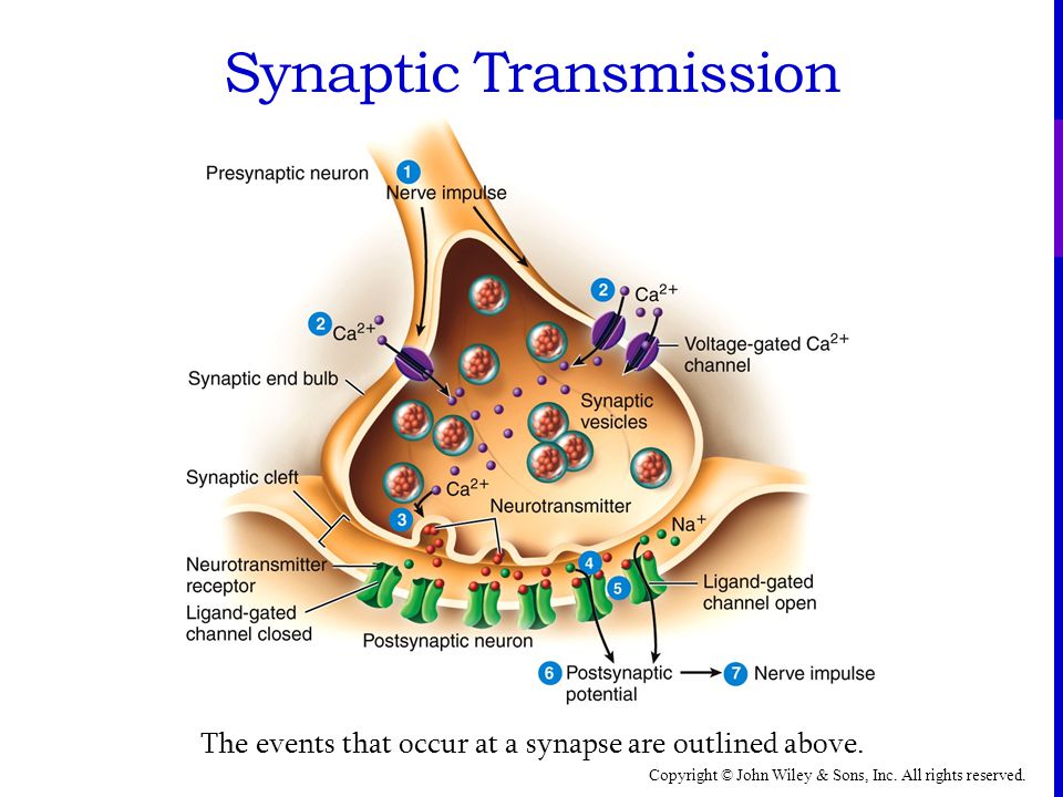 presynaptic neuron postsynaptic transmission torrent